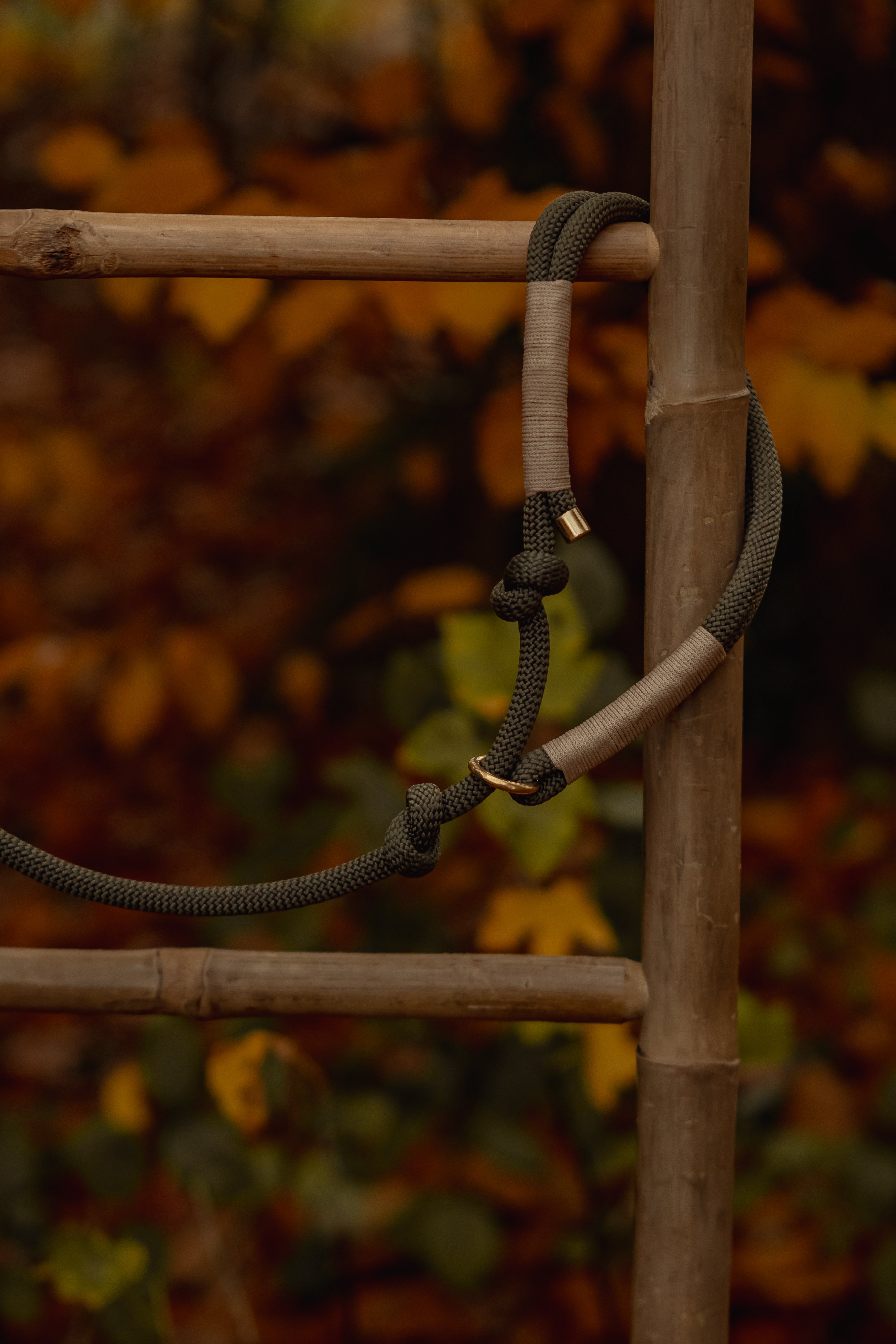 Retriever Tauleine "Moos" - mit Zugstop