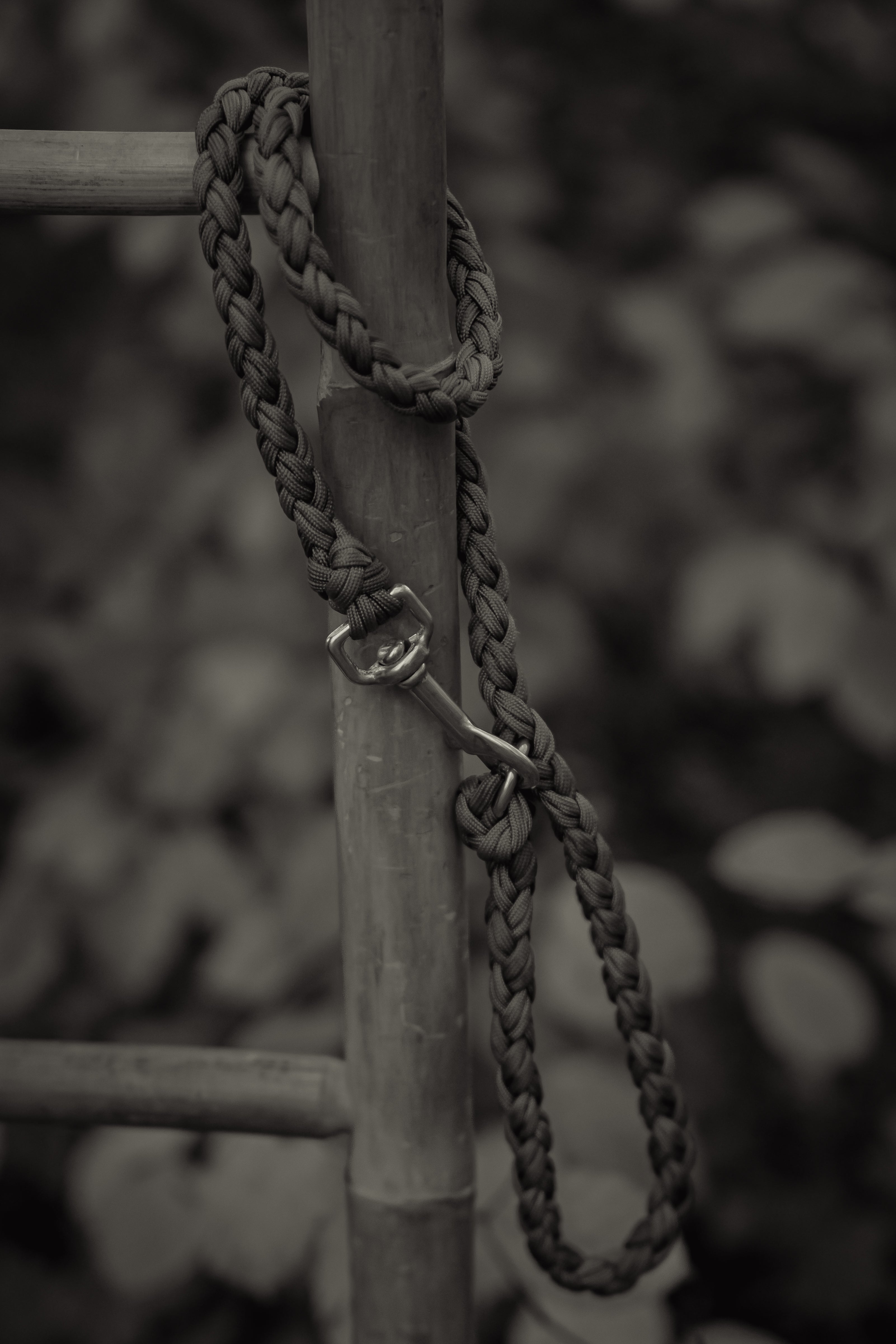 Paracord Leine "Herbstpfad"